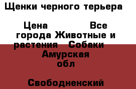 Щенки черного терьера › Цена ­ 35 000 - Все города Животные и растения » Собаки   . Амурская обл.,Свободненский р-н